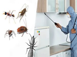 Termite Control Services in Attapur